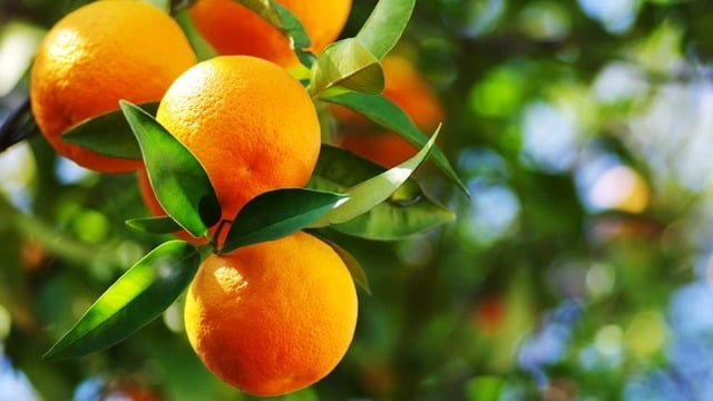 Portakal Hangi Mevsimde Yetişir, Evde Portakal Nasıl Yetiştirilir?