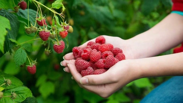 Öğrendiğinizde Manava Bile Hava Atabileceğiniz Meyvelere Dair 14 İlginç Bilgi