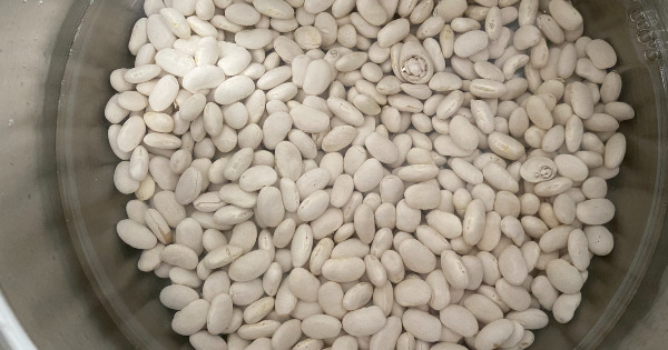 yalanci-kestane-sekeri1