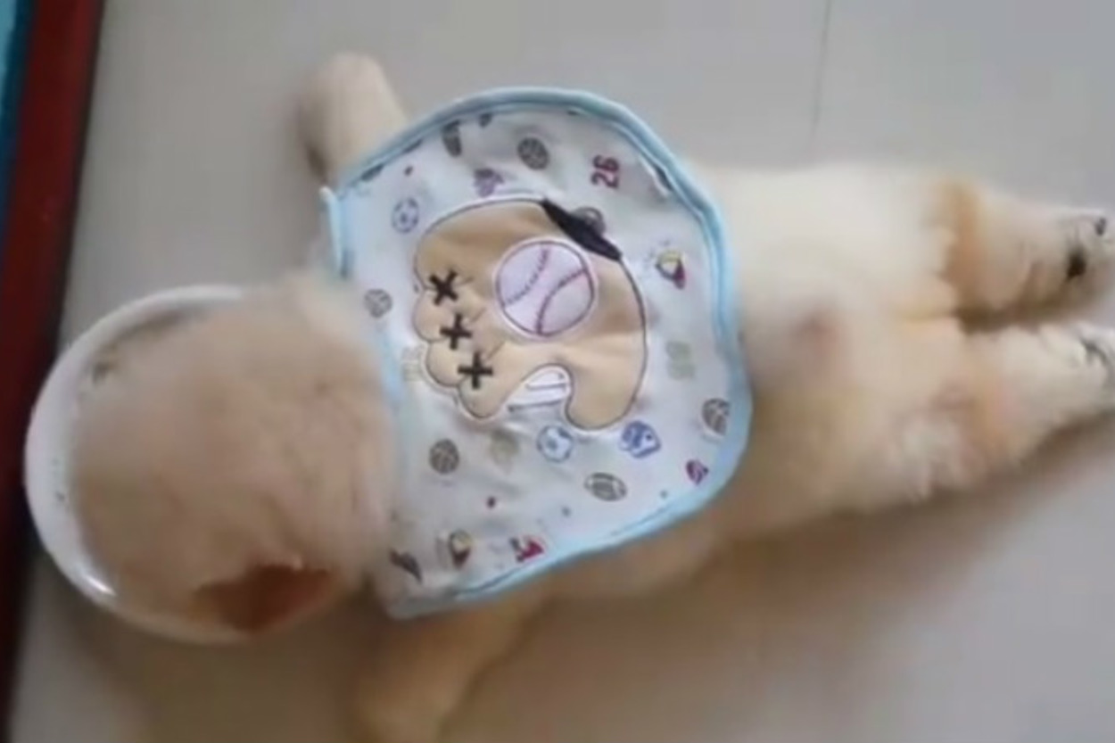 Ne Uykudan Ne de Yemekten Geçen Minik Köpek Yavrusu