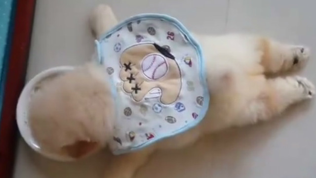 Ne Uykudan Ne de Yemekten Geçen Minik Köpek Yavrusu