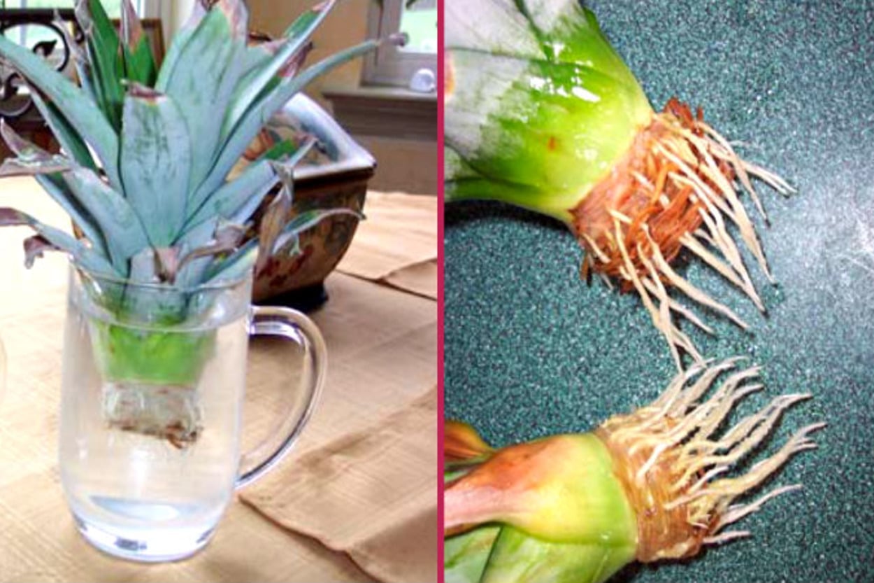 Komşulara Şov Zamanı: Ananas Yapraklarından Salon Bitkisi Yetiştirmece