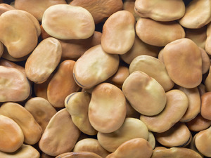 Kuru Bakla