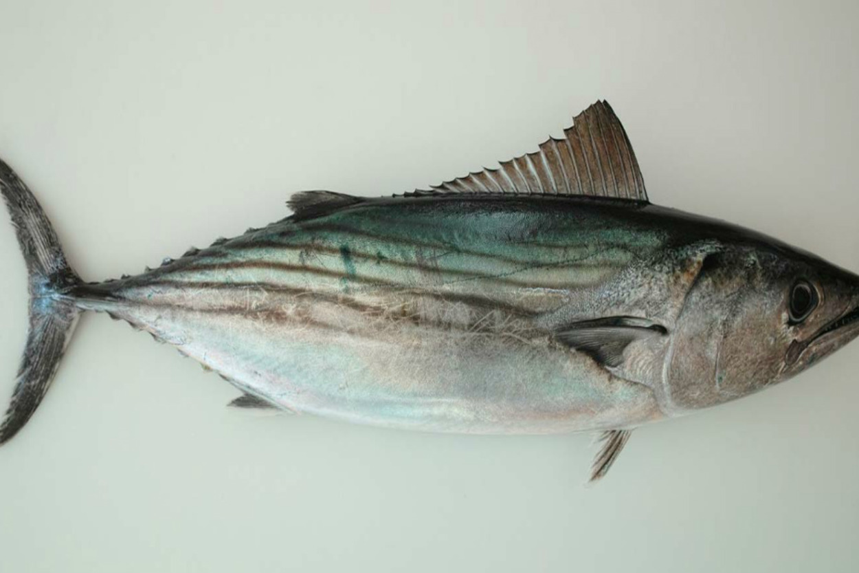 Palamut