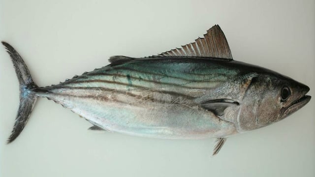 Palamut