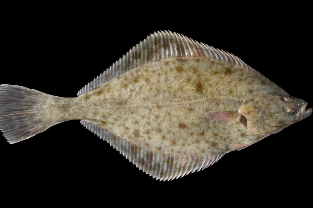 Pisi Balığı