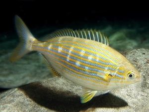 Sarpa Balığı