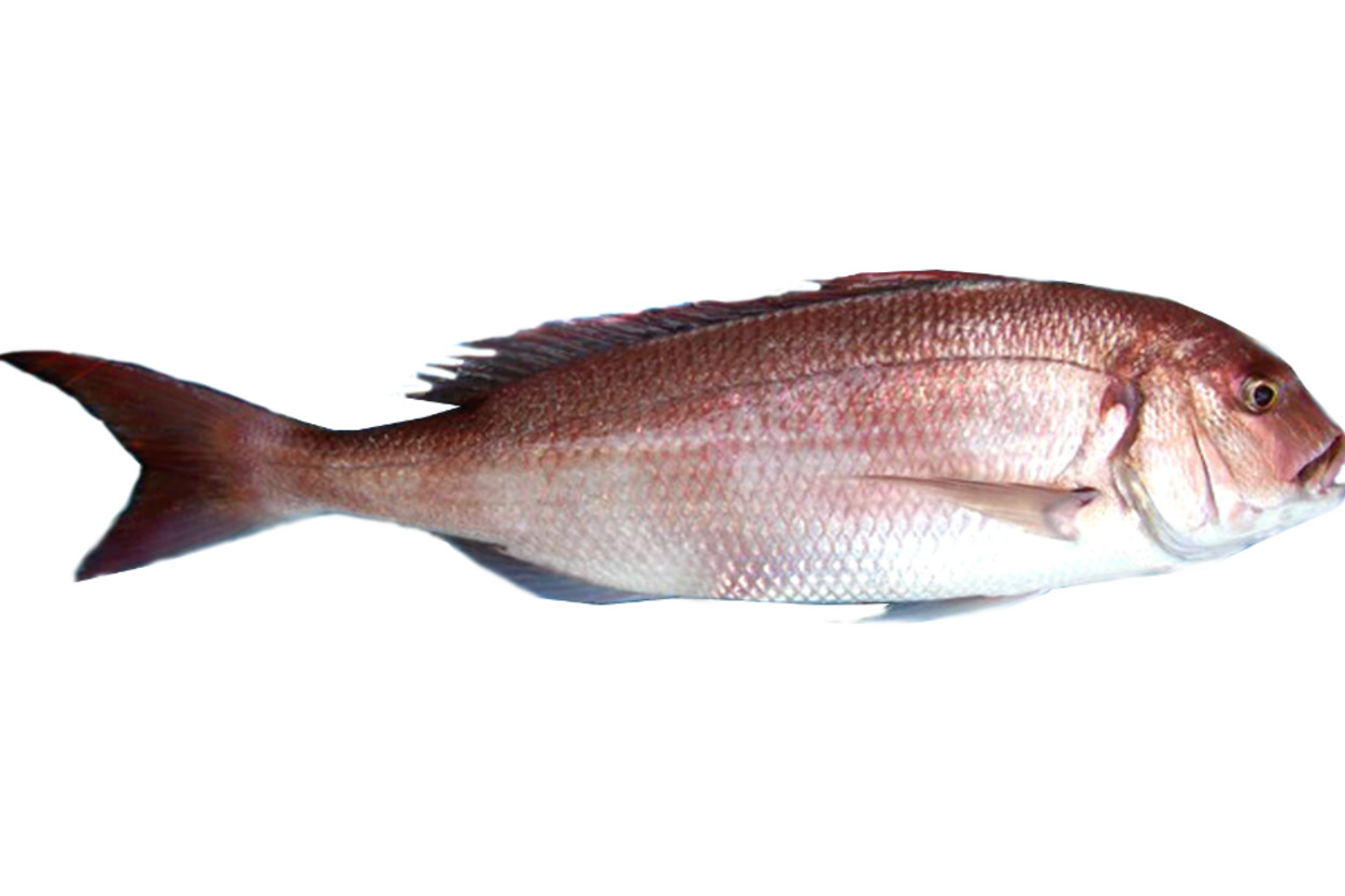 Trança