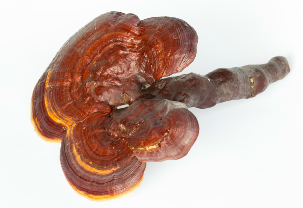 Kırmızı Reishi Mantarı Tarifi