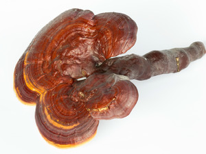Kırmızı Reishi Mantarı