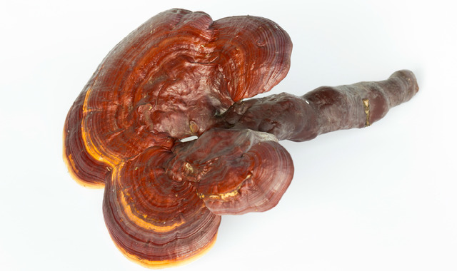 Kırmızı Reishi Mantarı