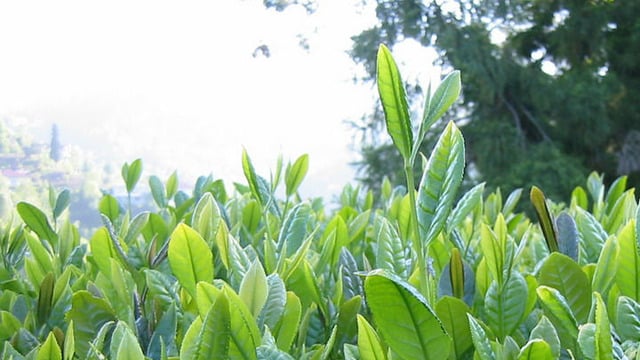 Rize Çayı