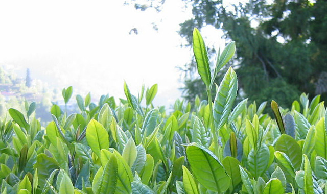 Rize Çayı