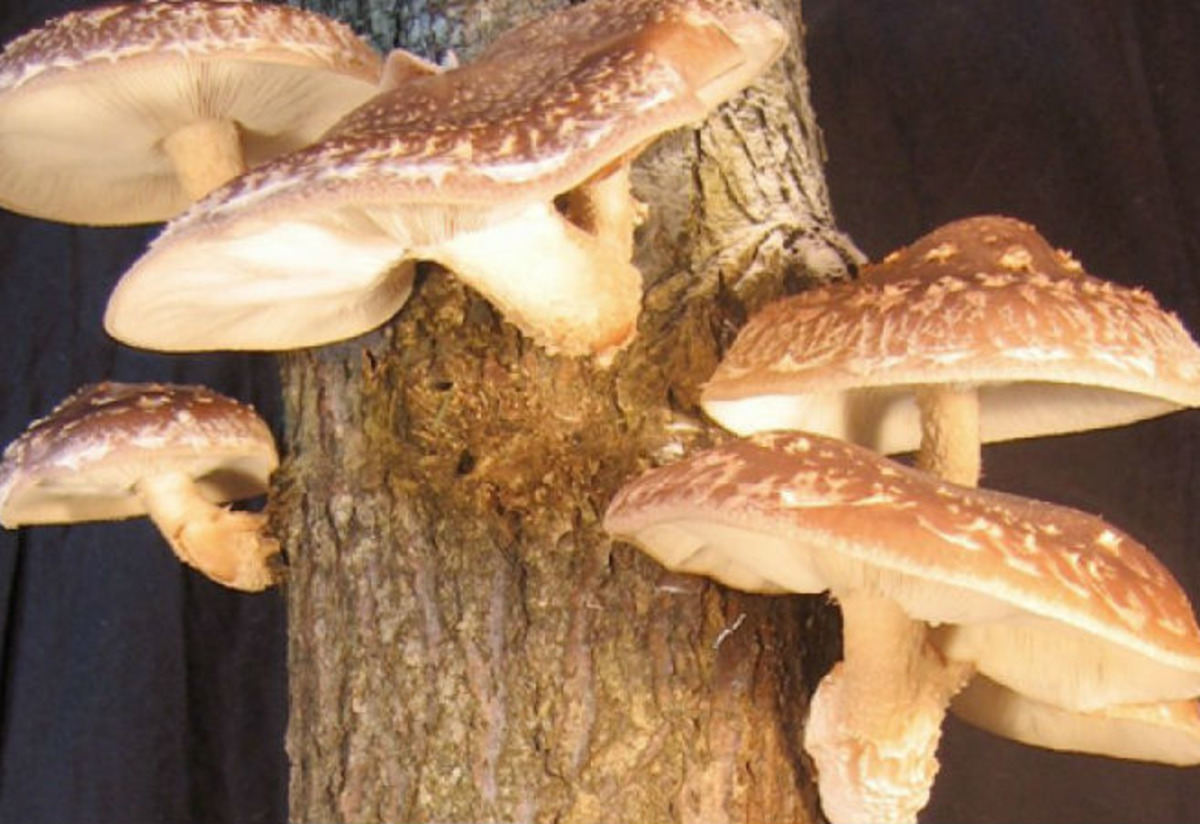 Shiitake Mantarı Tarifi