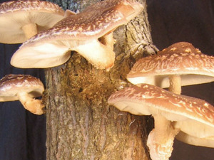 Shiitake Mantarı