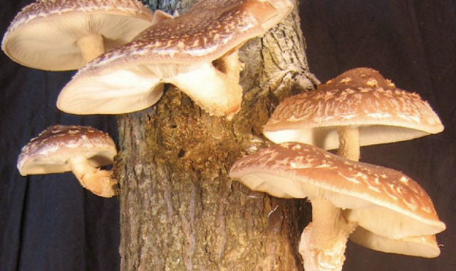 Shiitake Mantarı