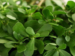 Pirpirim