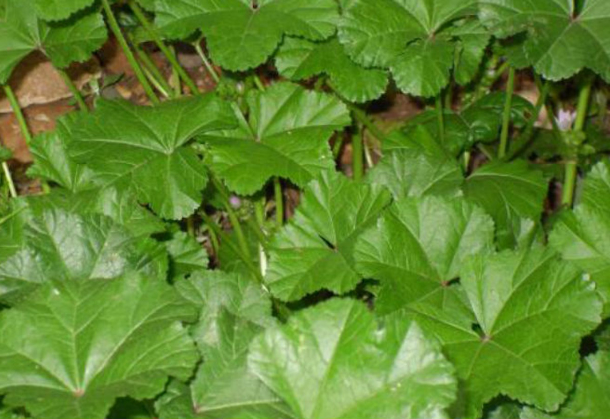 Gömeç Tarifi