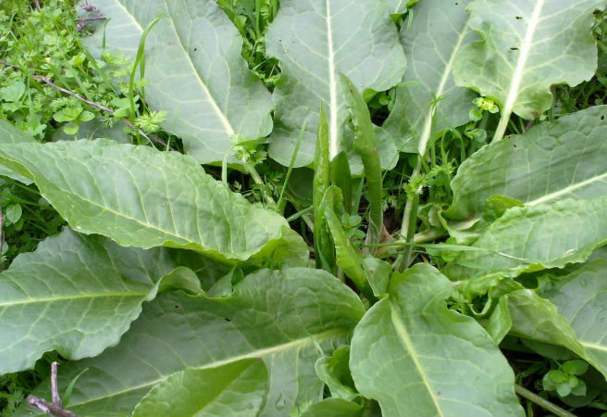 Labada Tarifi
