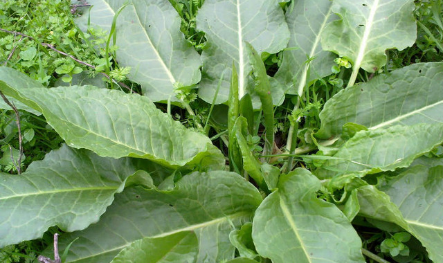 Labada