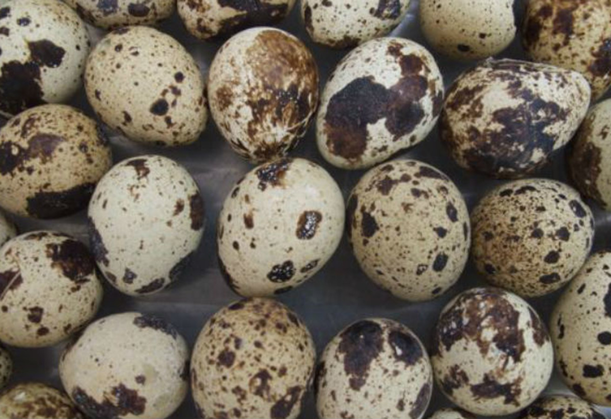 Bıldırcın Yumurtası Tarifi
