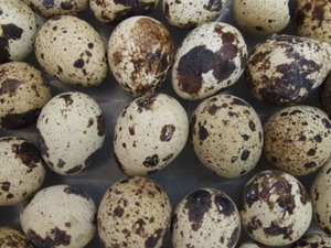 Bıldırcın Yumurtası