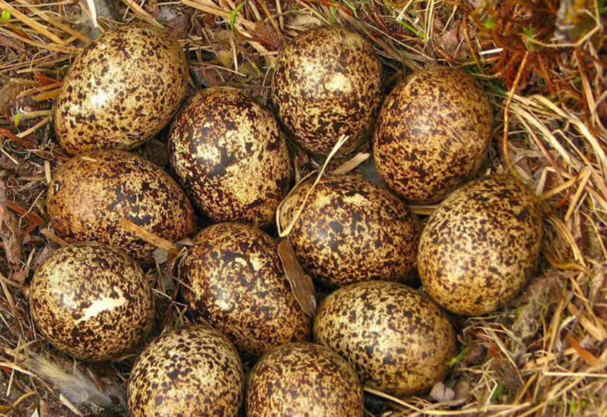 Keklik Yumurtası Tarifi