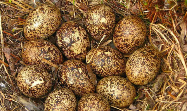 Keklik Yumurtası