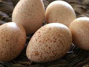 Hindi Yumurtası