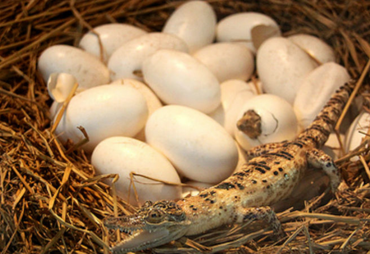 Timsah Yumurtası Tarifi