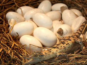 Timsah Yumurtası