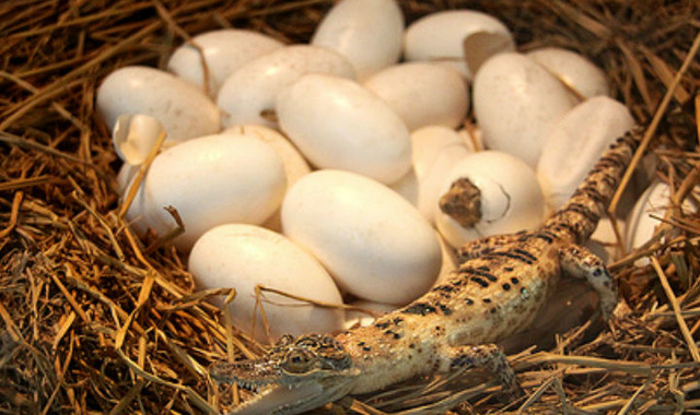 Timsah Yumurtası