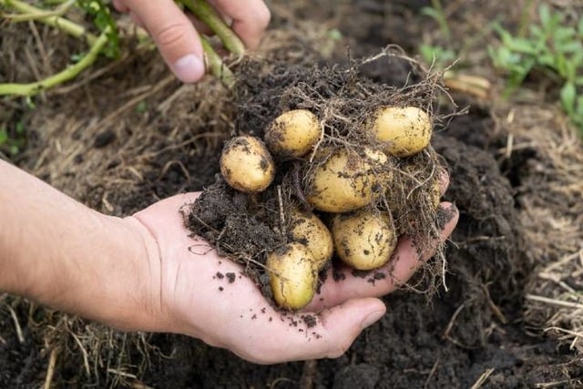 Baby Patates