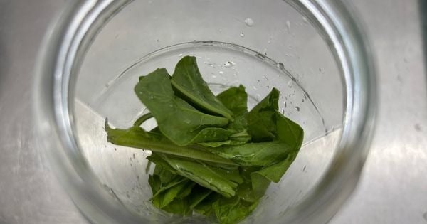 kuzukulagi-kokteyl-asama1