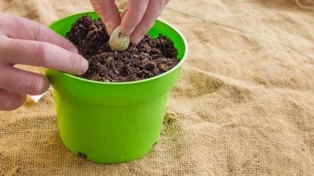 Arı Neye Gelmez? Doğal ve Etkili Yöntemler