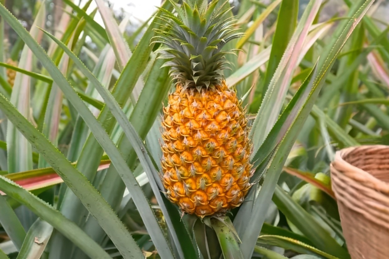 Ananas Hangi Mevsimde Yetişir? Ne Zaman Olgunlaşır?