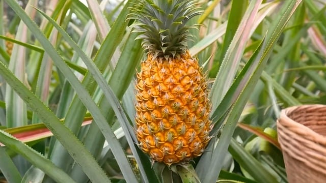 Ananas Hangi Mevsimde Yetişir? Ne Zaman Olgunlaşır?
