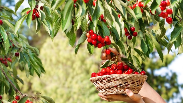 Vişne Hangi Mevsimde Yetişir? Ne Zaman Çıkar?