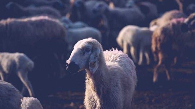 Bu Kurban Bayramında da Karşılaşacağımız 21 Bizden Durum