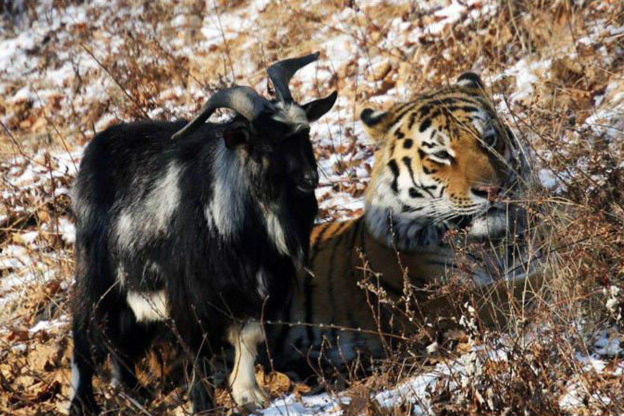 Kaplan Amur ve Aslında Amur'un Yiyeceği Olan Keçi Timur'un Yürek Isıtan Dostluğu