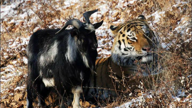 Kaplan Amur ve Aslında Amur'un Yiyeceği Olan Keçi Timur'un Yürek Isıtan Dostluğu