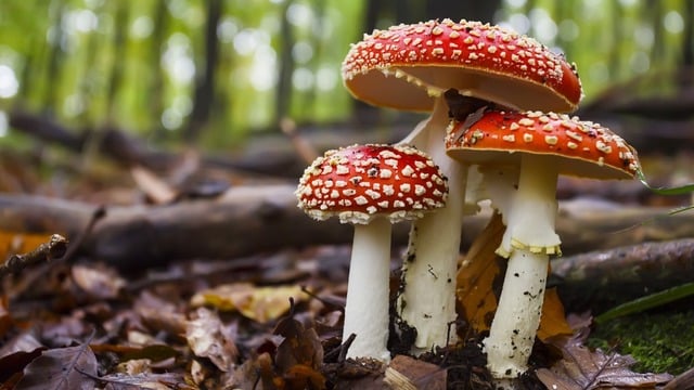 5 Maddede Sizi Ömür Boyu Doğada Yaşatabilecek Mantar Toplama Rehberi