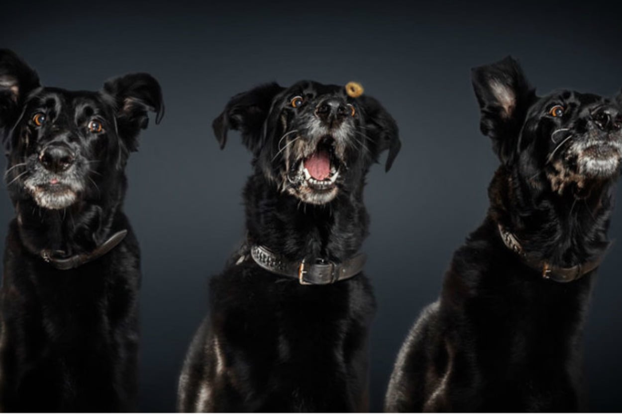Efendi Gibi Ekmeğinin Peşinde Koşarken Fotoğraflanan 19 Sevimli Köpek