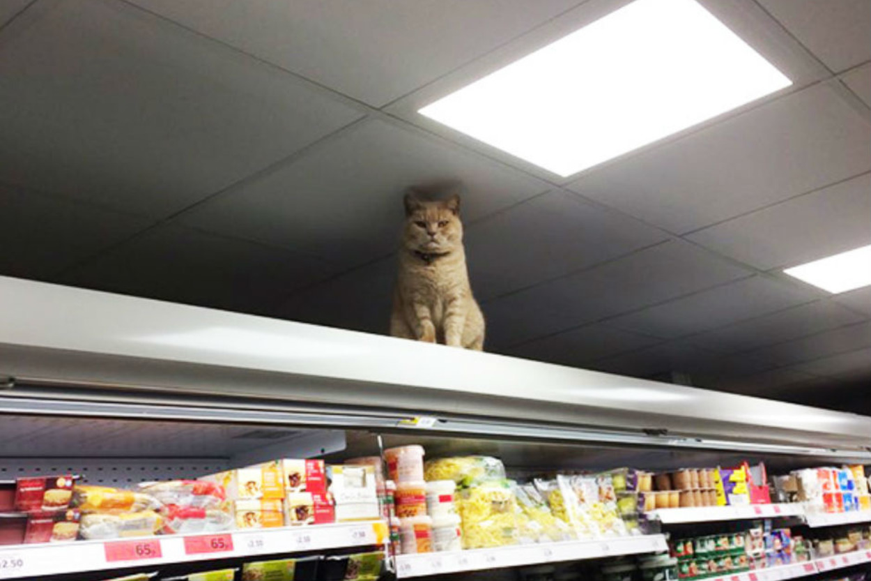 Kendisini Süpermarket Sahibi Sanan Asabi Kedi Oliver