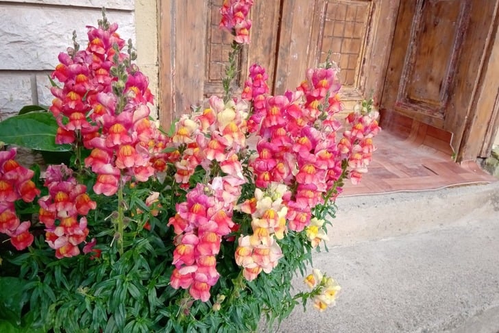 aslanagzi-nasil-yetistirilir-1
