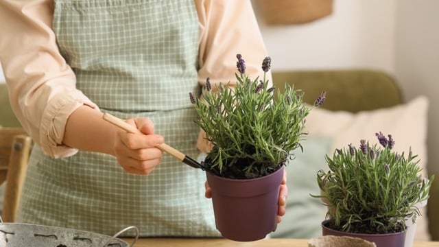 Lavanta Nasıl Çoğaltılır? Adım Adım Püf Noktaları