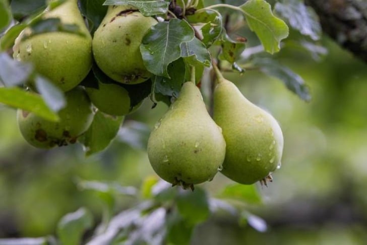 armut-yetistirme-shutter