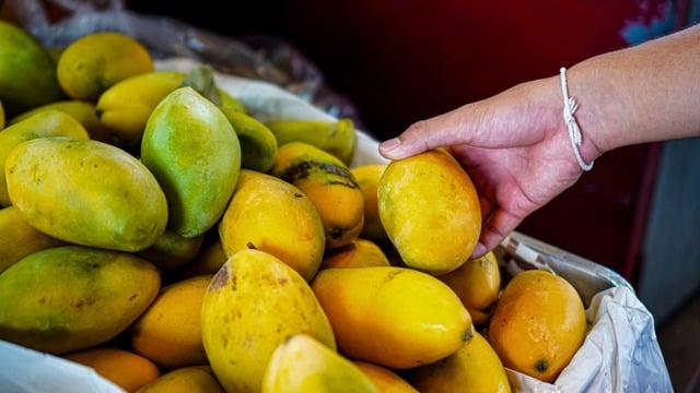 Mango Nasıl Seçilir? İyi Mango Nasıl Anlaşılır?