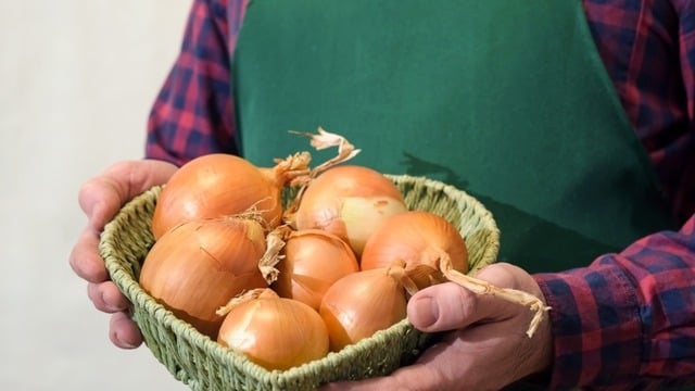 Kuru Soğan Nasıl Saklanır? Soğanı Uzun Süre Saklamanın Yolları