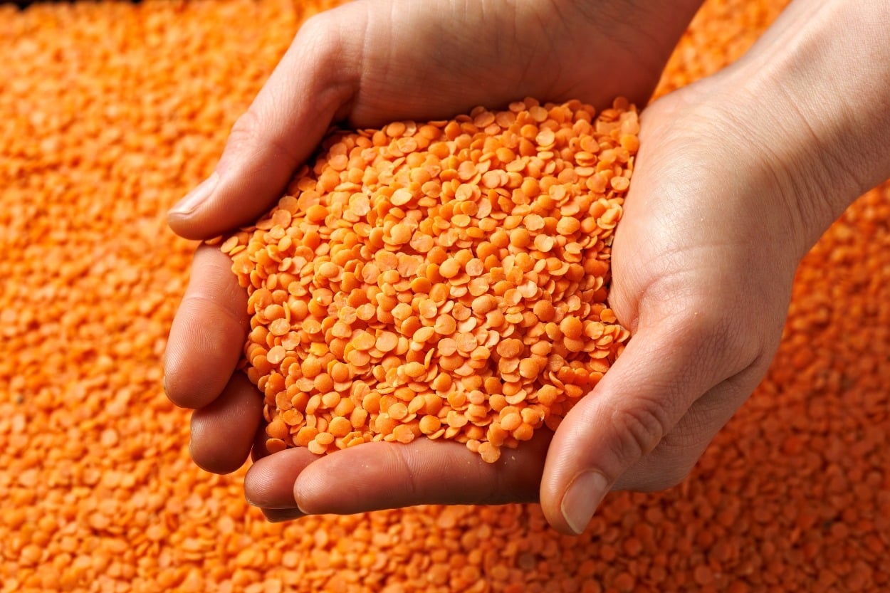 Yaprak Mercimek Nedir? Nasıl Pişirilir ve Nerelerde Kullanılır?